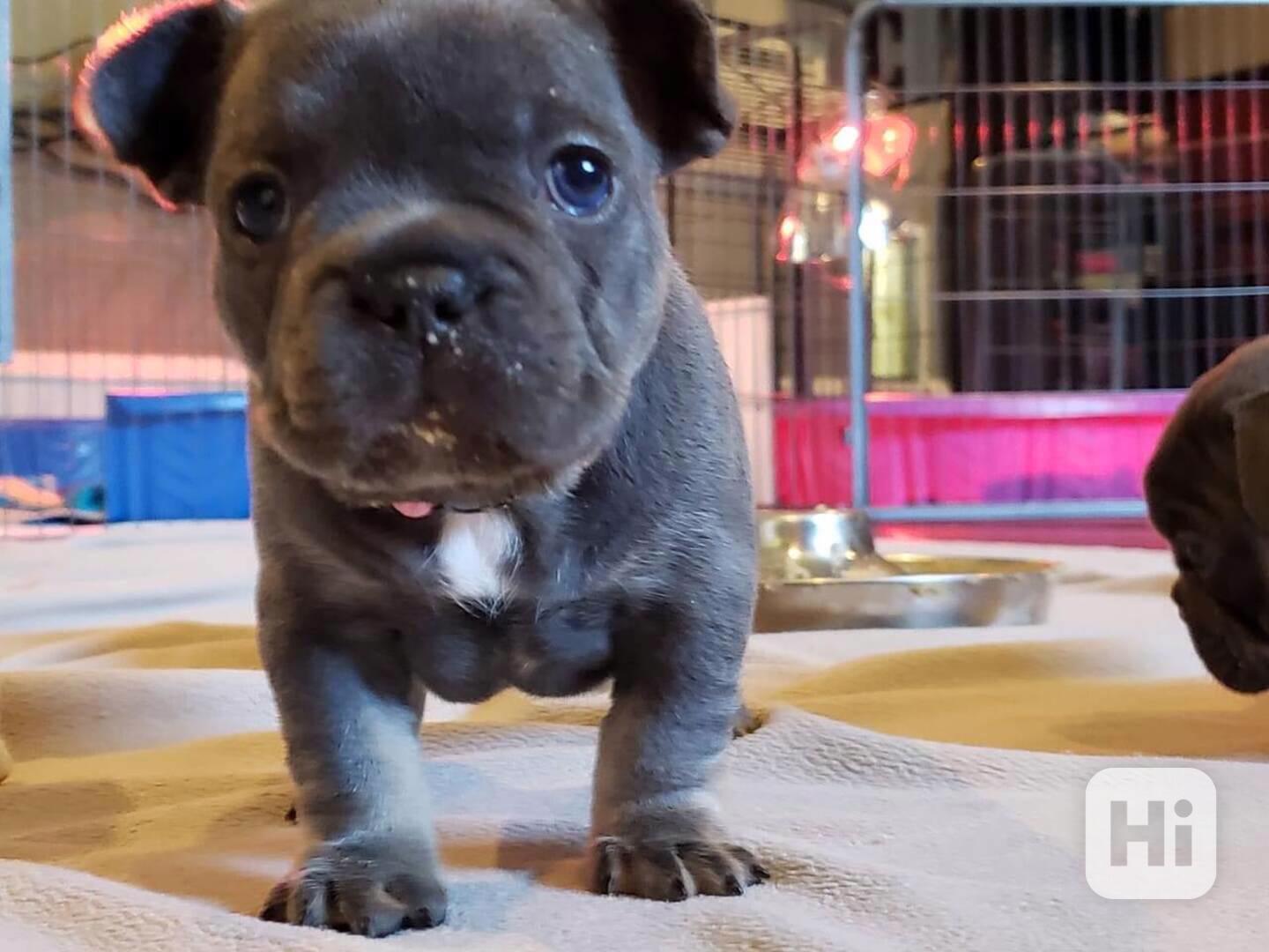 french bulldog puppy - foto 1