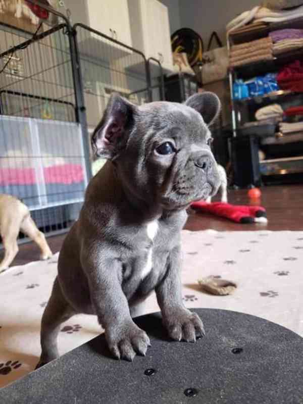 french bulldog puppy - foto 2