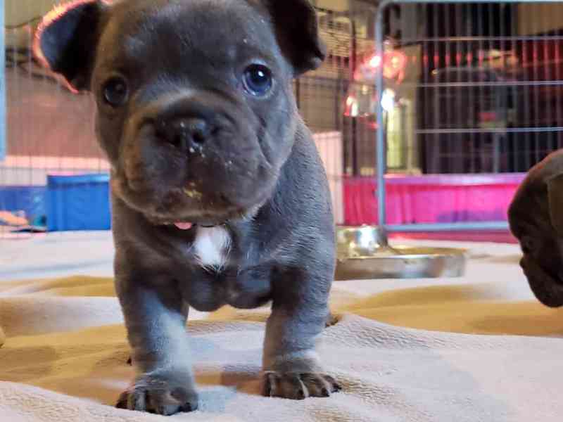 french bulldog puppy - foto 1