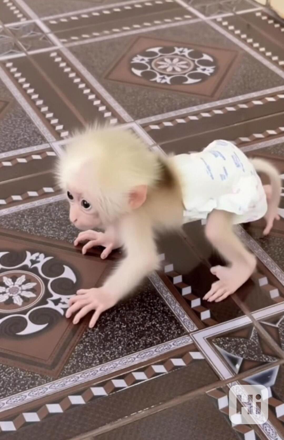 Krásné miminka Kapucínská opice k bezplatné adopci - foto 1