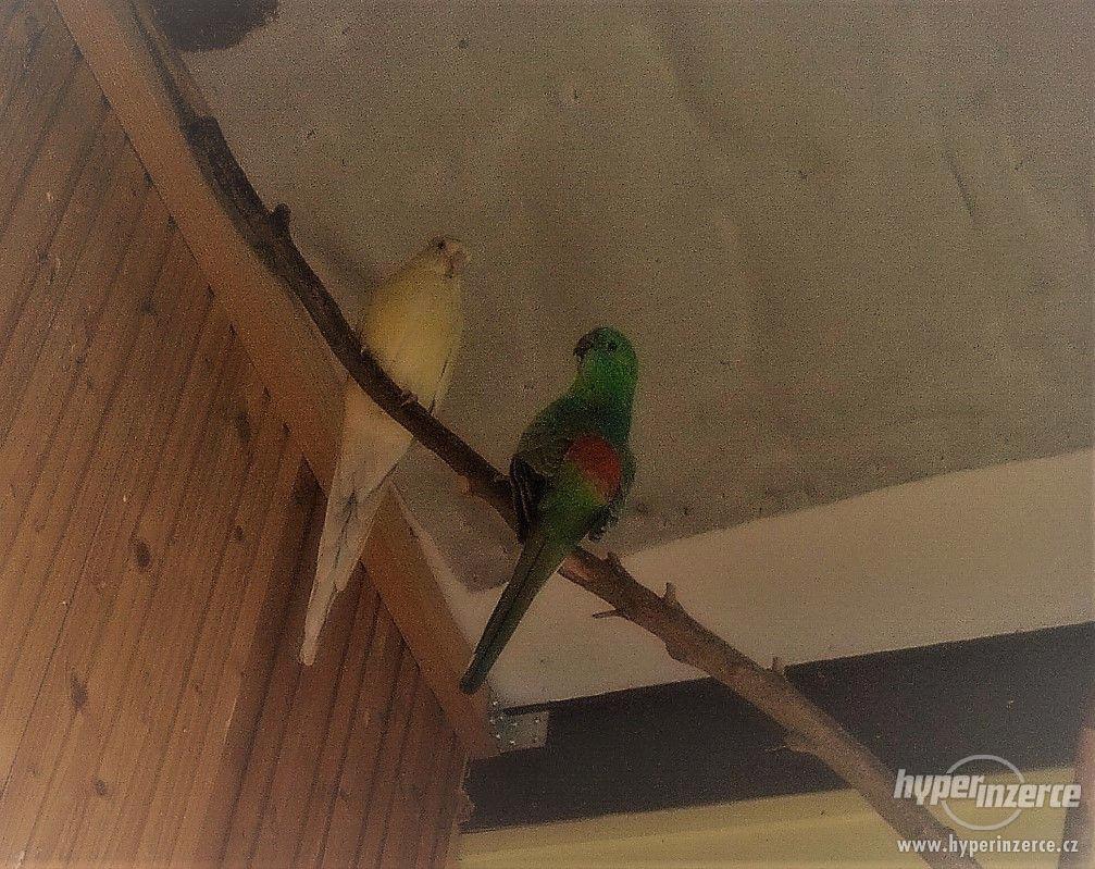 Papoušek zpěvavý - foto 1