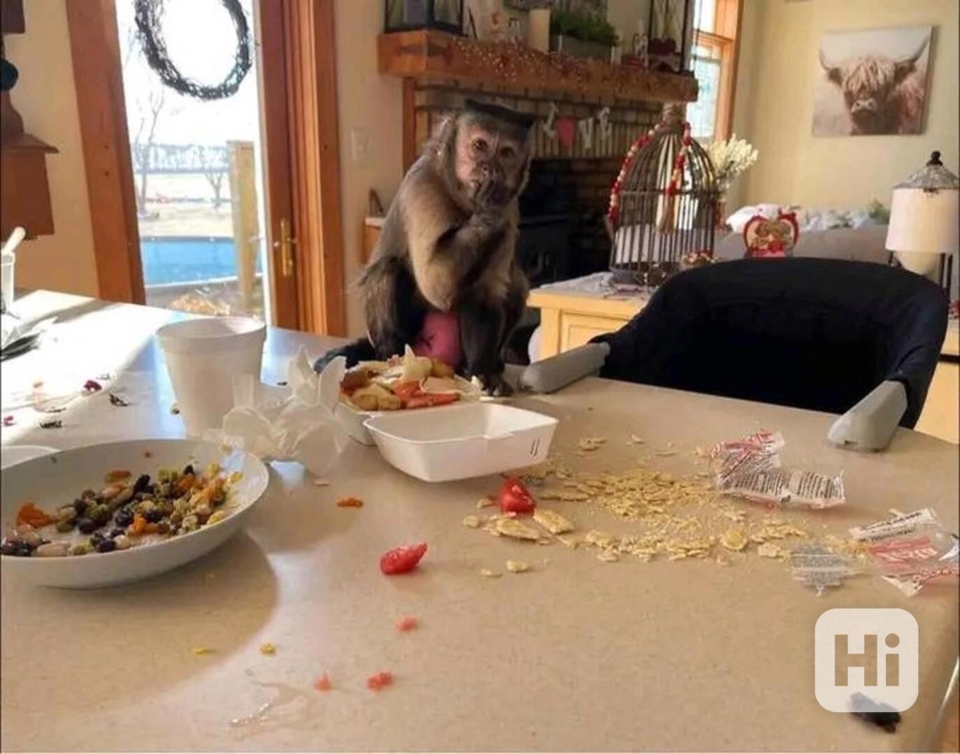  Čistá mláďata kapucínských opic k adopci - foto 1