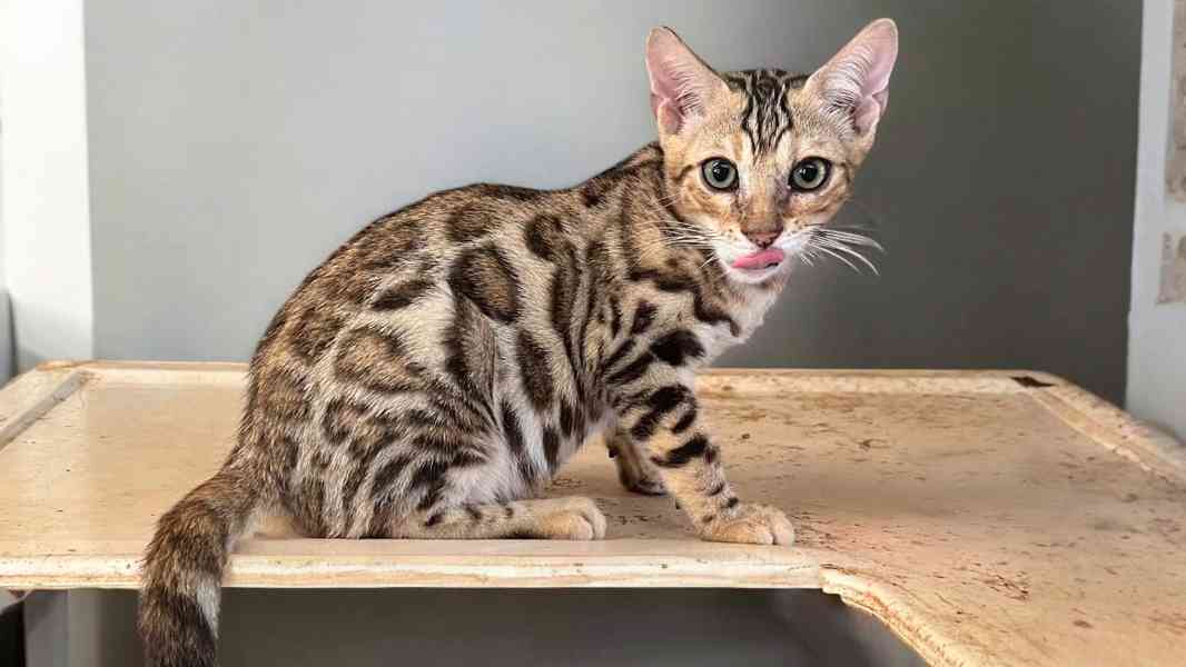 přátelská bengálská koťata k adopci.