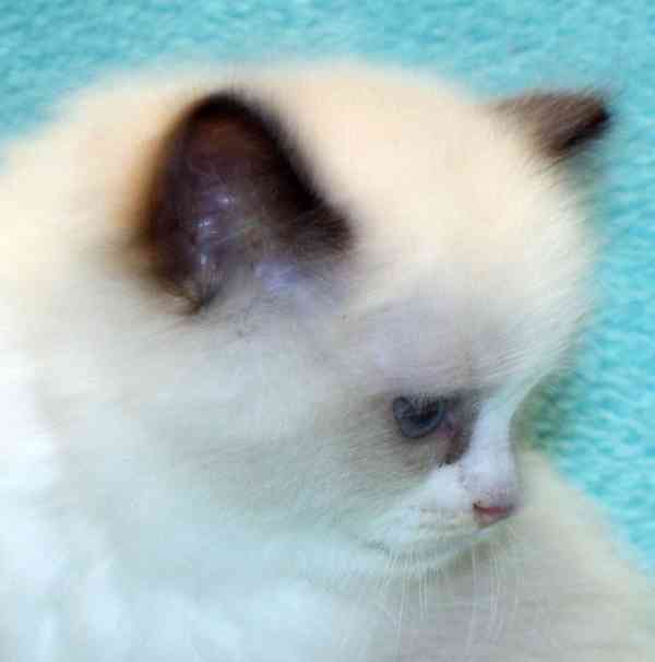RAGDOLLÍ koťátka : - foto 6