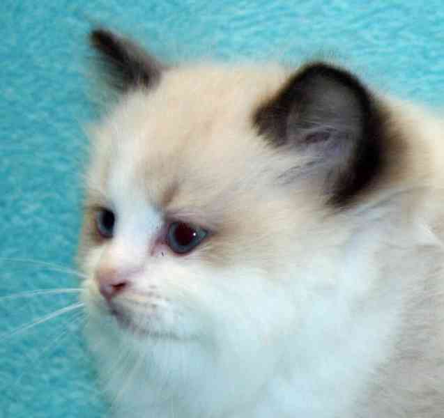 RAGDOLLÍ koťátka : - foto 7