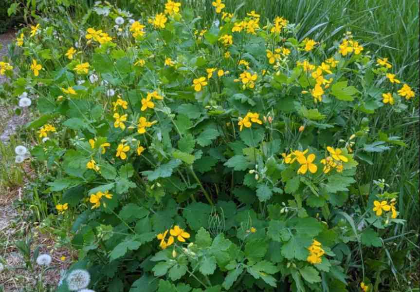 Prodej Vlaštovičník (Celandine Herb) ve velkém od výrobce - foto 5