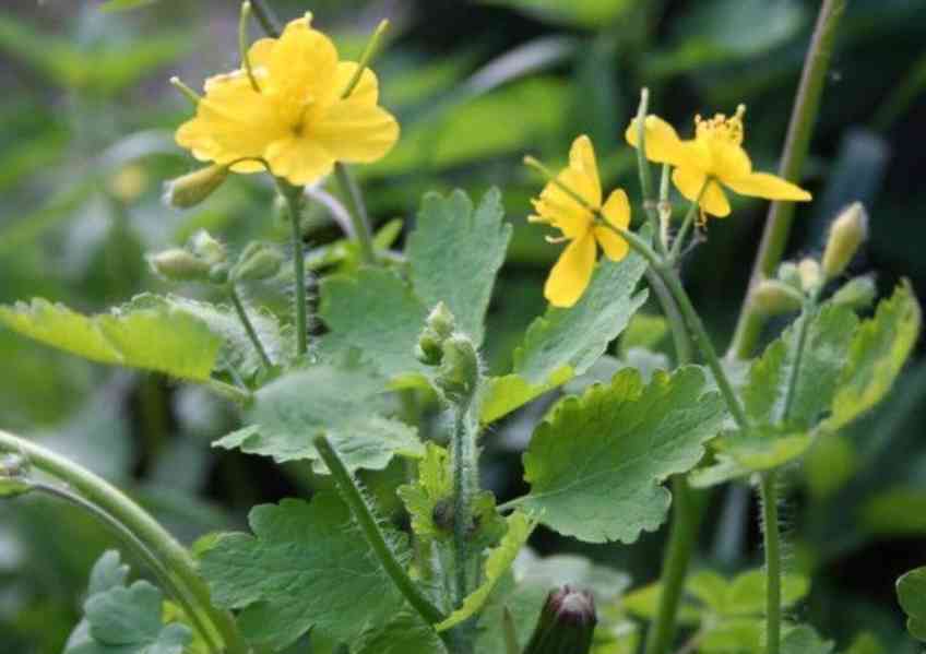 Prodej Vlaštovičník (Celandine Herb) ve velkém od výrobce - foto 3