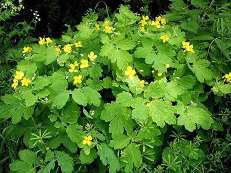 Prodej Vlaštovičník (Celandine Herb) ve velkém od výrobce - foto 4