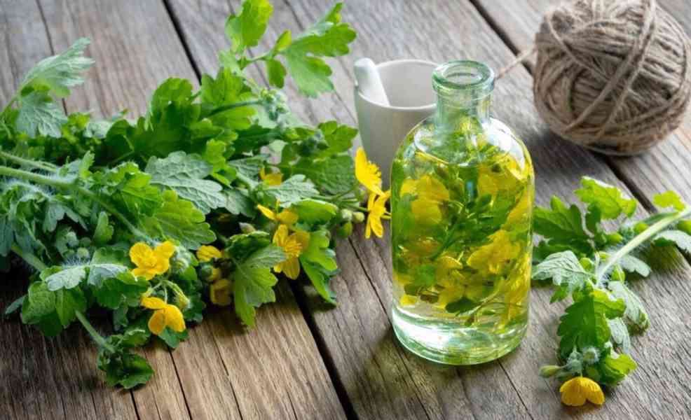 Prodej Vlaštovičník (Celandine Herb) ve velkém od výrobce - foto 2