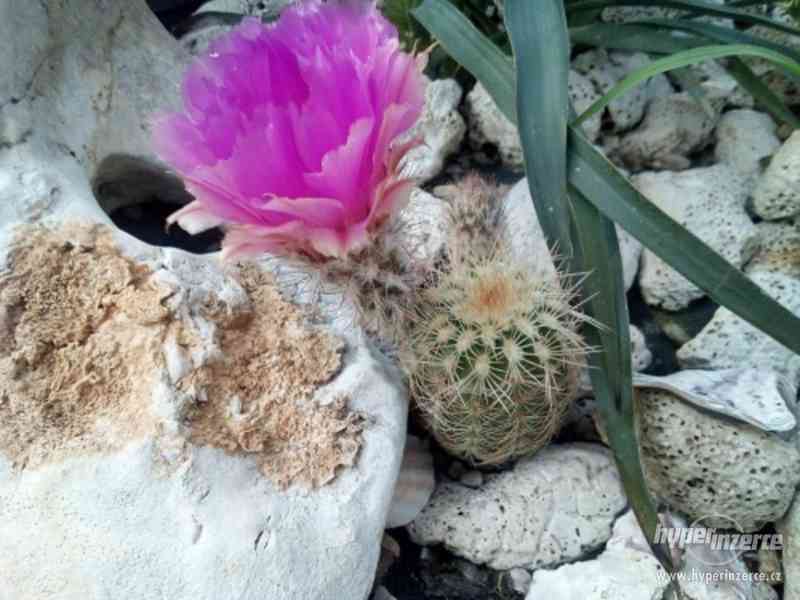 Mrazuvzdorné kaktusy a opuncie do skalek - foto 1