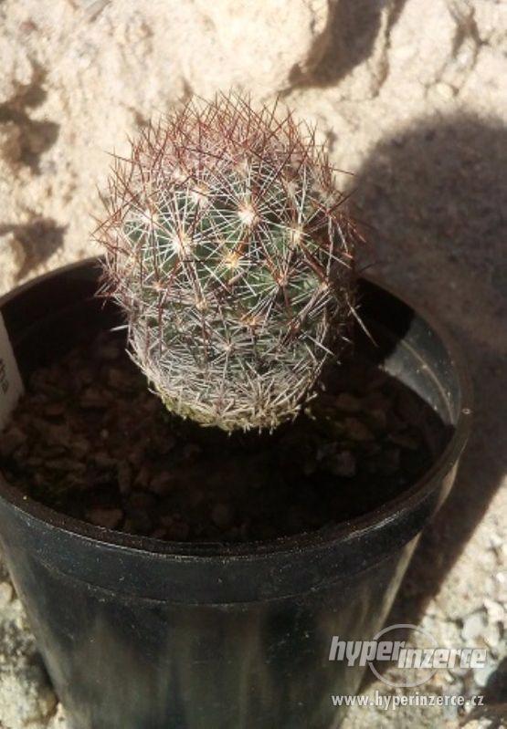 Mrazuvzdorné kaktusy a opuncie do skalek - foto 2