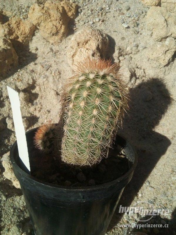 Mrazuvzdorné kaktusy a opuncie do skalek - foto 3