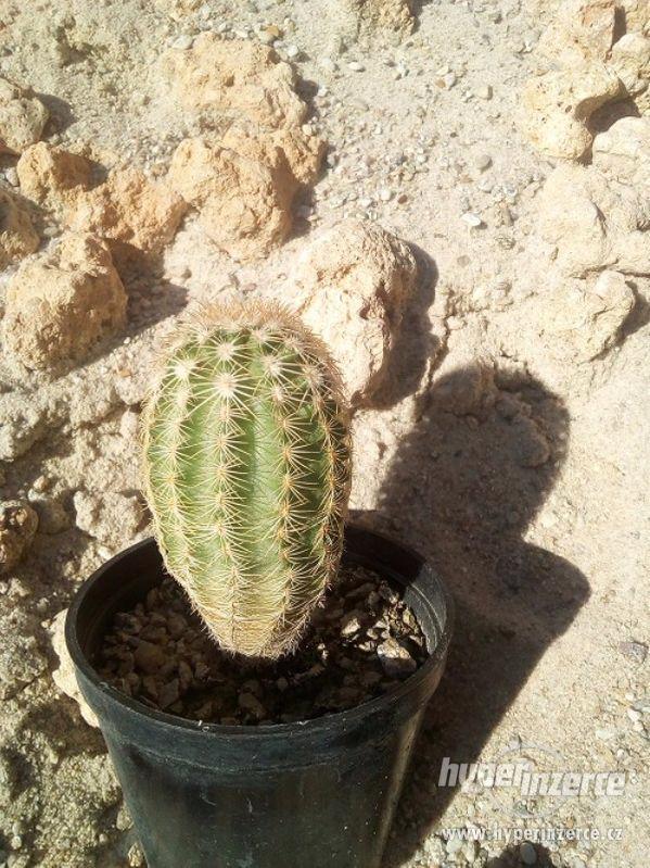Mrazuvzdorné kaktusy a opuncie do skalek - foto 4