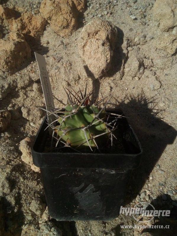 Mrazuvzdorné kaktusy a opuncie do skalek - foto 5