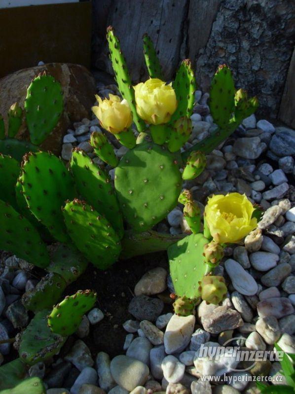 Mrazuvzdorné kaktusy a opuncie do skalek - foto 6