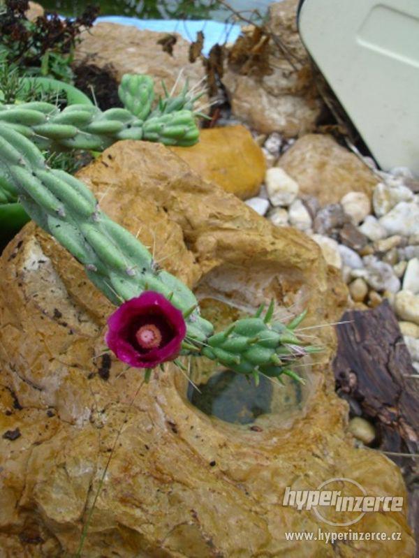 Mrazuvzdorné kaktusy a opuncie do skalek - foto 7