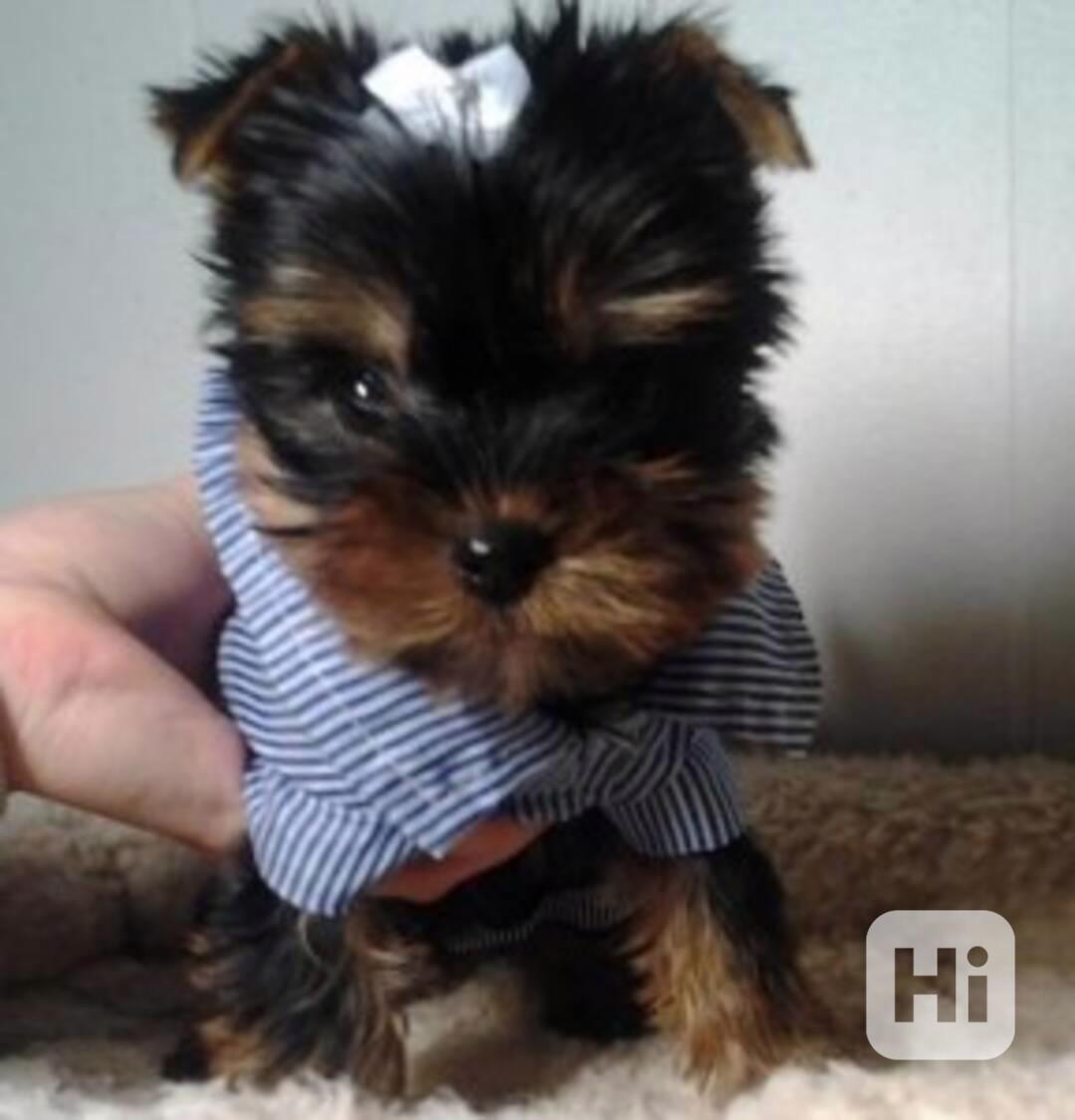 Adorable Yorkie Pups $320.00  Adorable Yorkie puppies for sa - foto 1