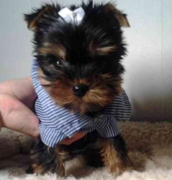 Adorable Yorkie Pups $320.00  Adorable Yorkie puppies for sa - foto 1