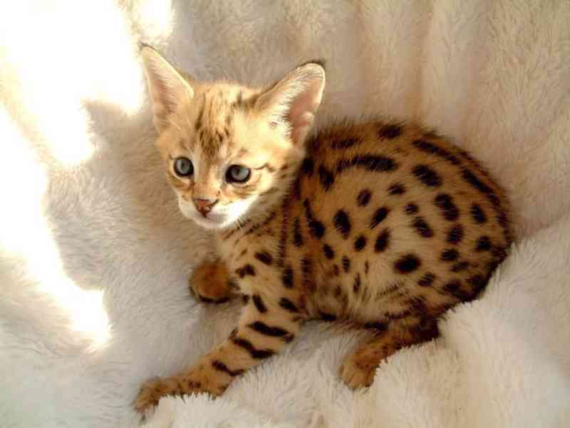 Koťata plemene Savannah na prodej - foto 1