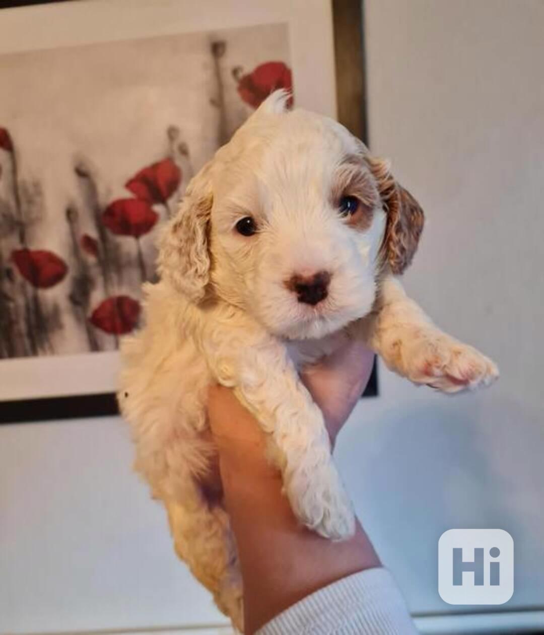 4 KRÁSNÁ ŠTĚŇÁTKA KOKAPU - foto 1