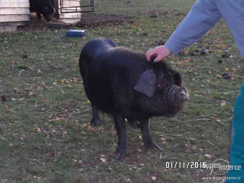 čínské pastevecké prase - foto 1