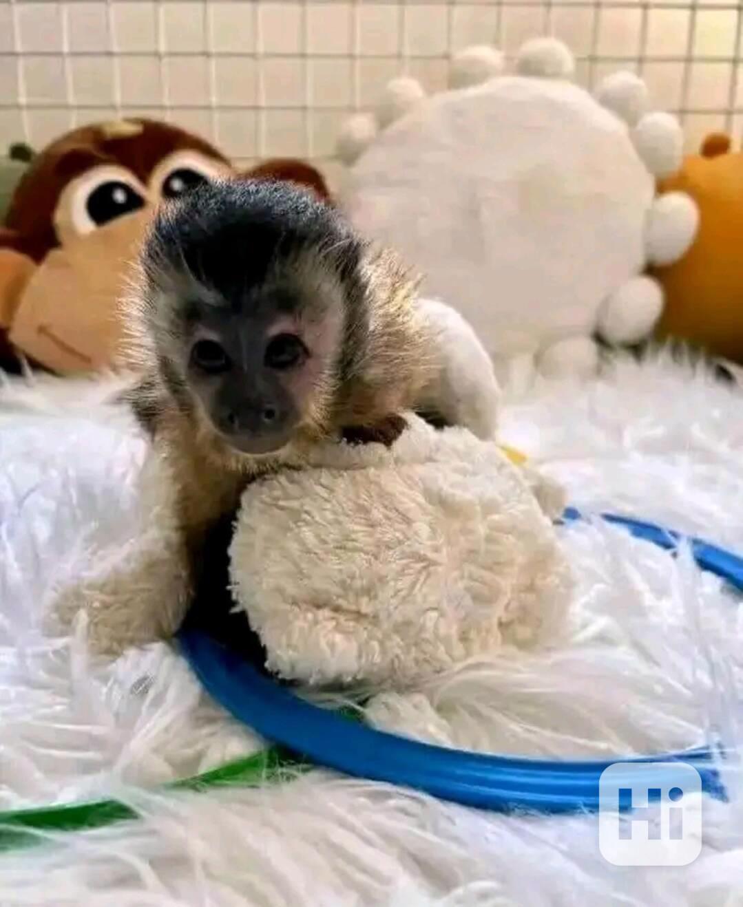  Nádherná rozkošná kapucínská opice k adopci - foto 1