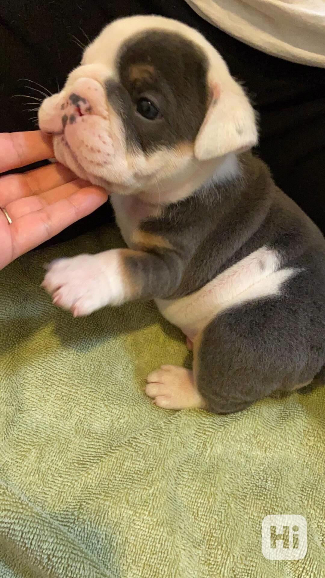 Zdarma  dárek štěňata anglického buldoka k adopci  - foto 1