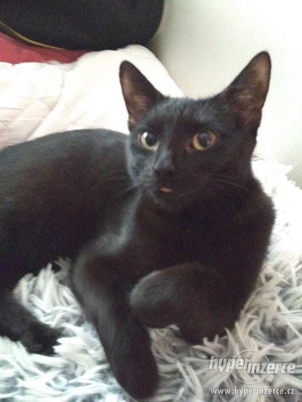 Hledá se roční černá kočička - foto 1