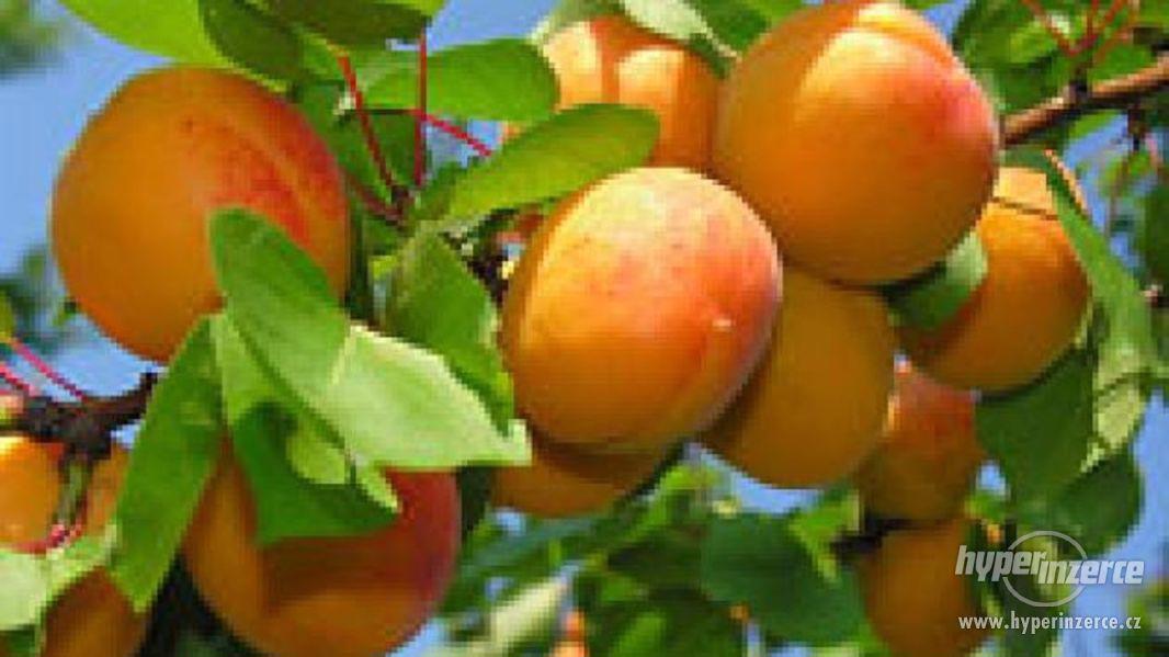 Meruňky na kvas - foto 1