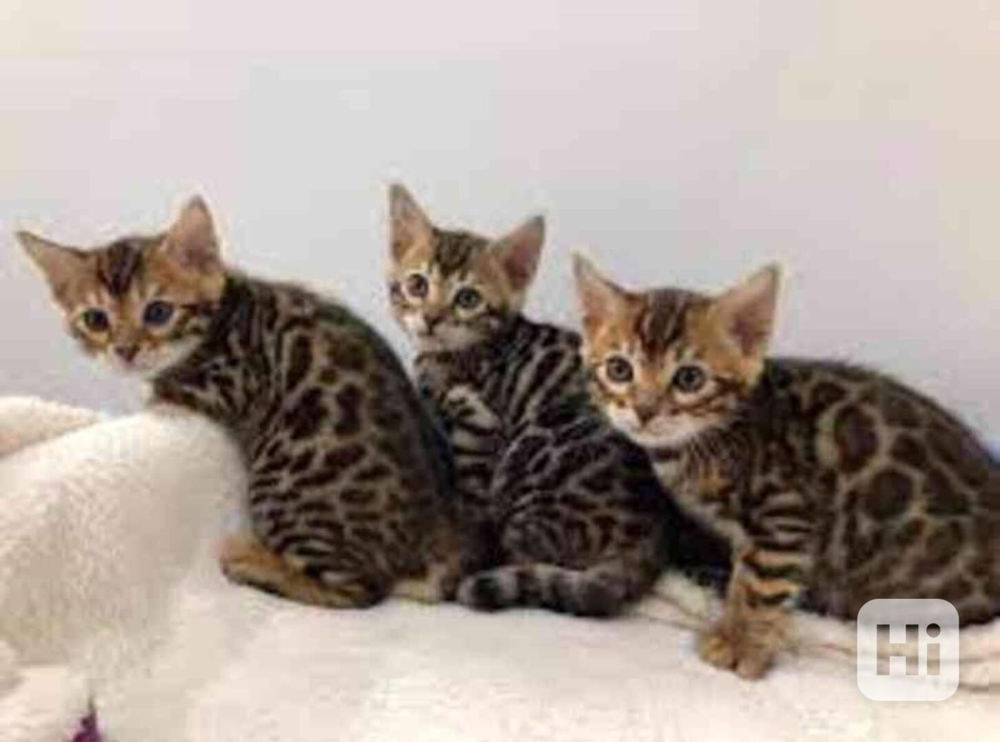 bengálská koťata k adopci - foto 1