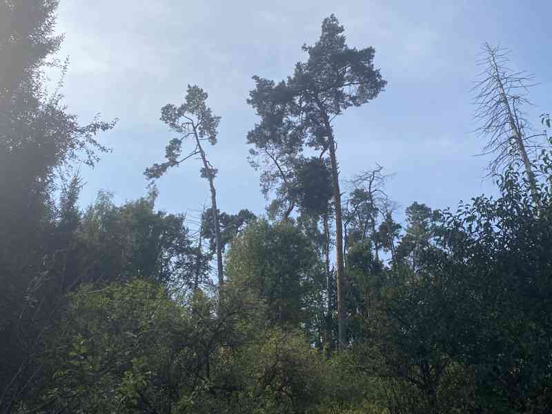 Lesní pozemek Sušno - foto 10