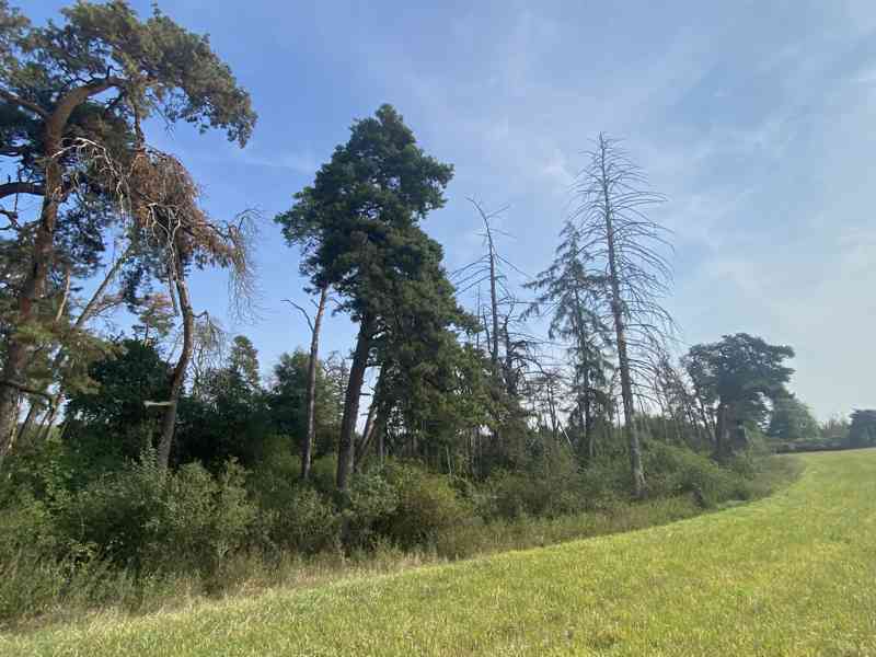 Lesní pozemek Sušno - foto 12