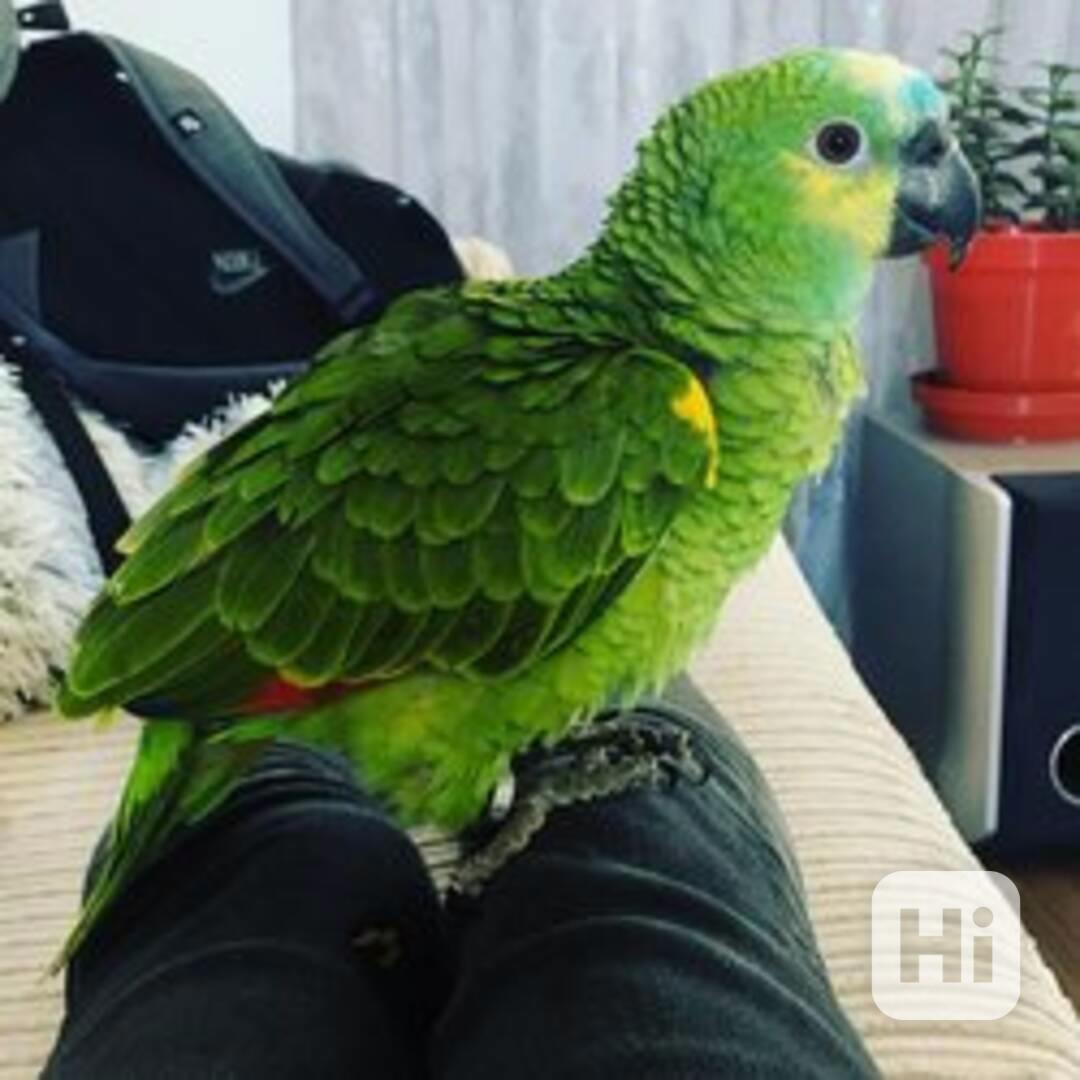 Amazonští papoušci k dispozici za velmi dobré ceny - foto 1