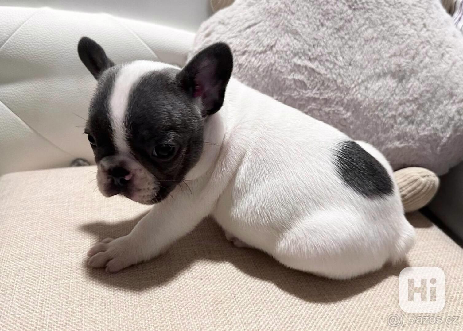 Nádherná štěňata francouzského buldočka - foto 1