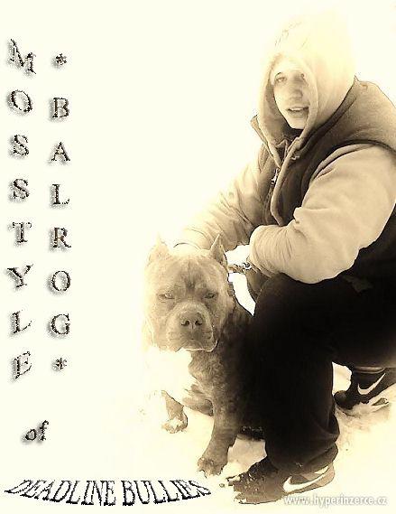 AMERICAN BULLY - foto 2