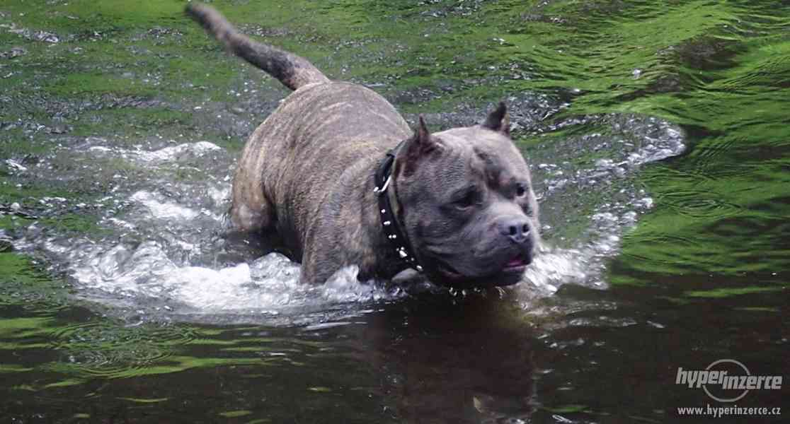 AMERICAN BULLY - foto 3