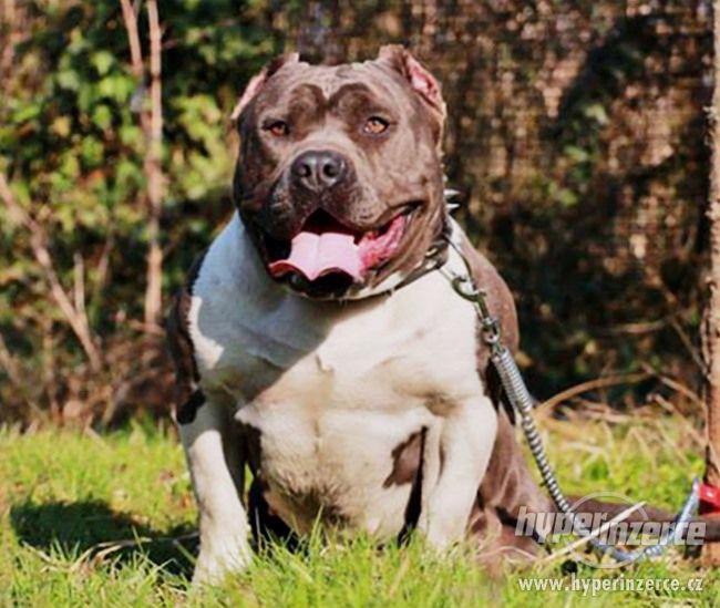 AMERICAN BULLY - foto 4