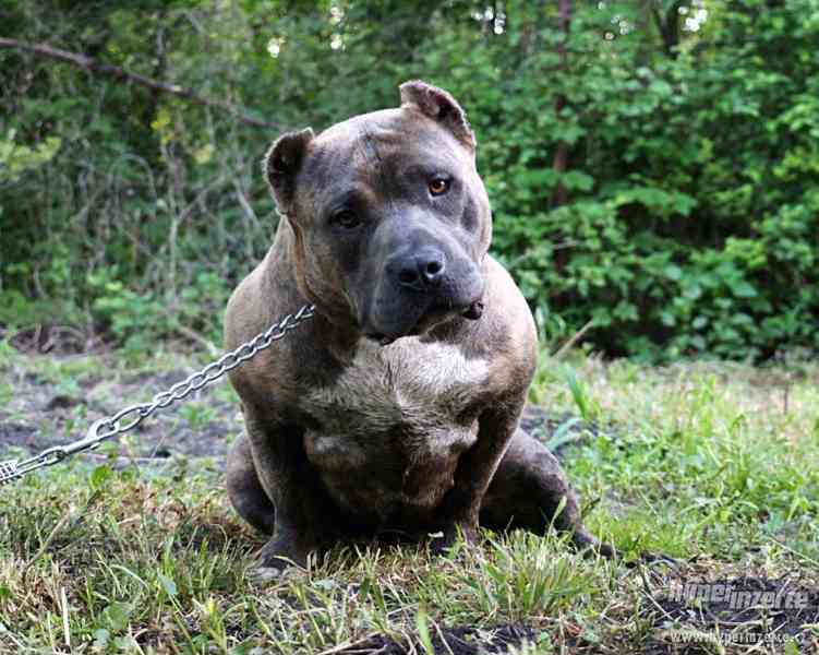 AMERICAN BULLY - foto 5