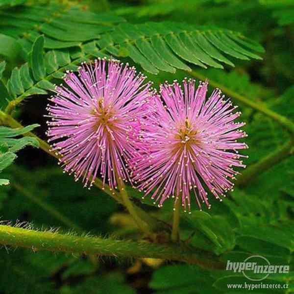 Citlivka stydlivá (Mimosa pudica) - semena 10 ks - foto 1