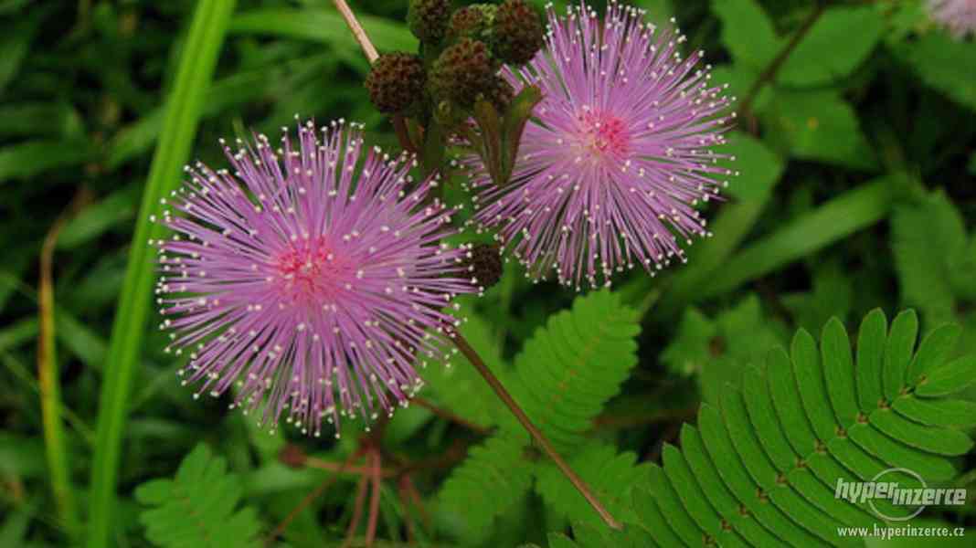 Citlivka stydlivá (Mimosa pudica) - semena 10 ks - foto 3