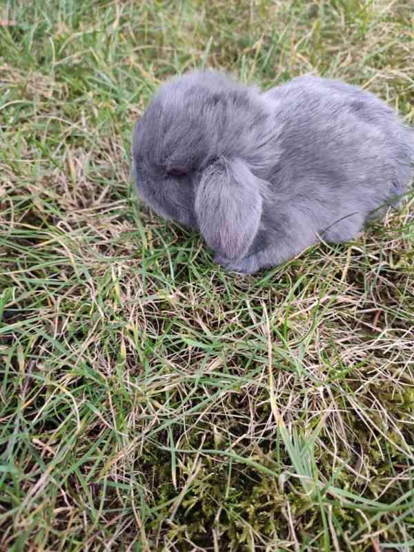 Zakrslý králíček beránek - foto 1