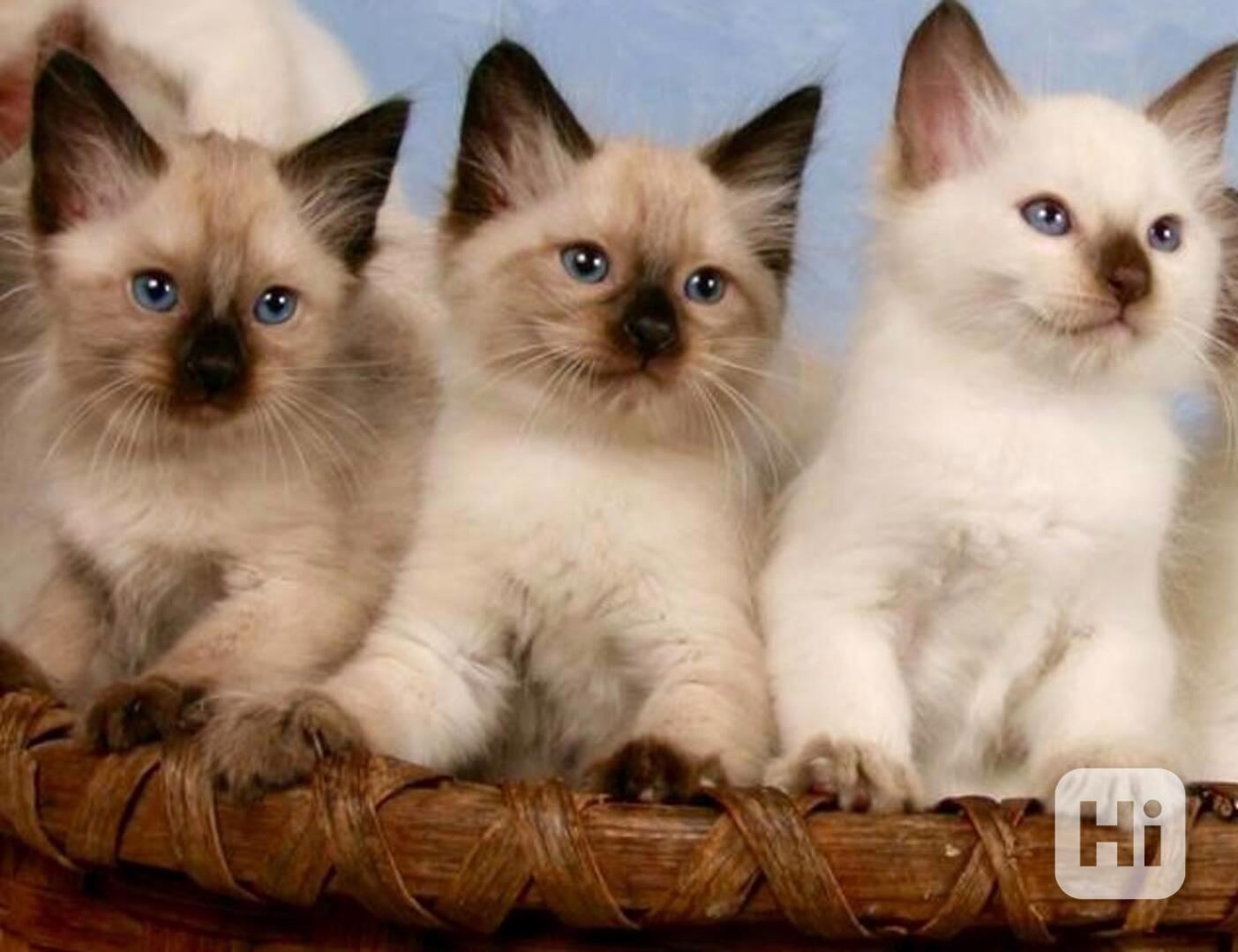 modrooké balijské mláďata - foto 1