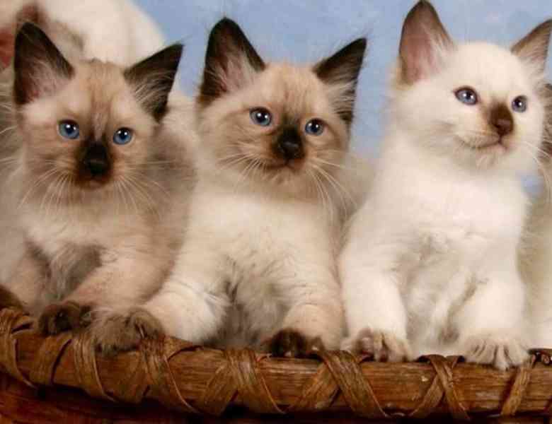 modrooké balijské mláďata - foto 1