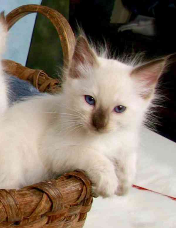 modrooké balijské mláďata - foto 2