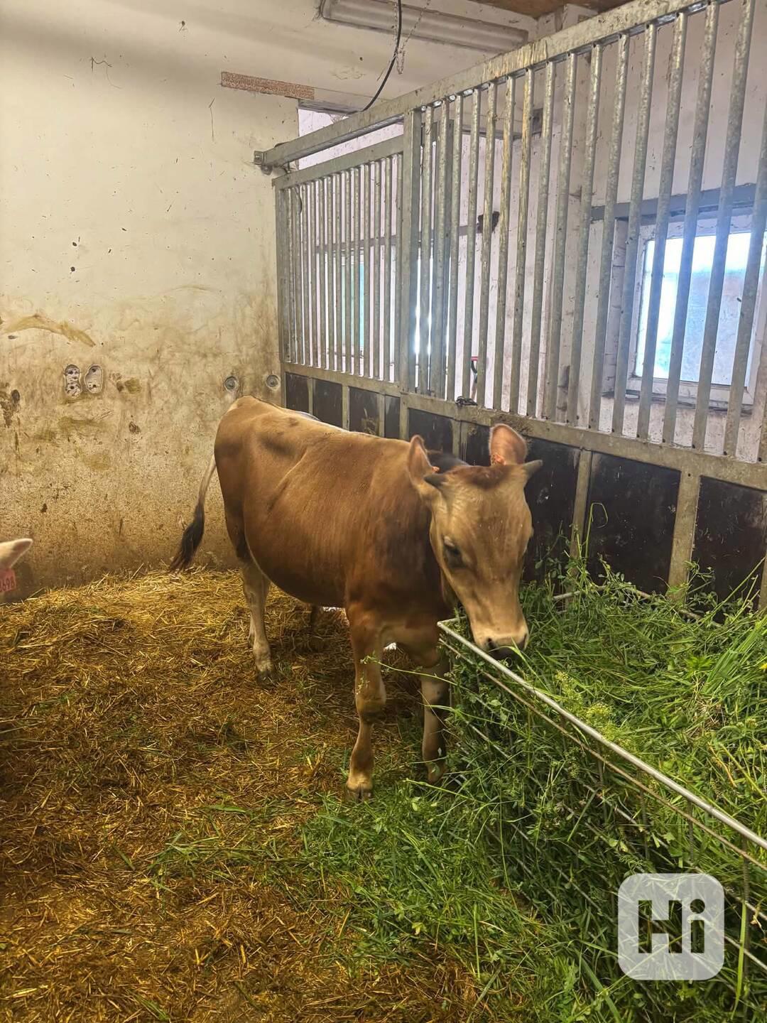 prodej půlročního býčka  - foto 1