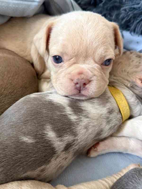 Francouzský buldoček štěňata s PP FCI - foto 1