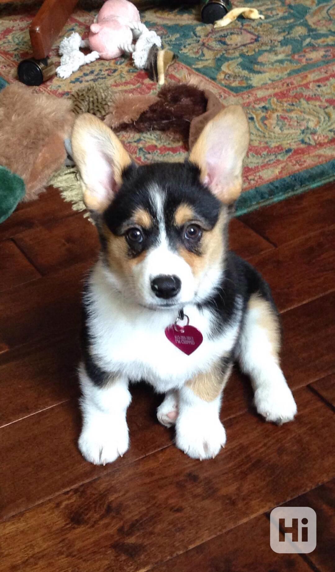 Štěňata velšského corgi k dispozici - foto 1