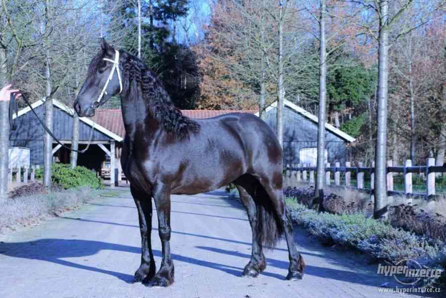 Na prodej, koně, fríská kobyla, 4 let - foto 2