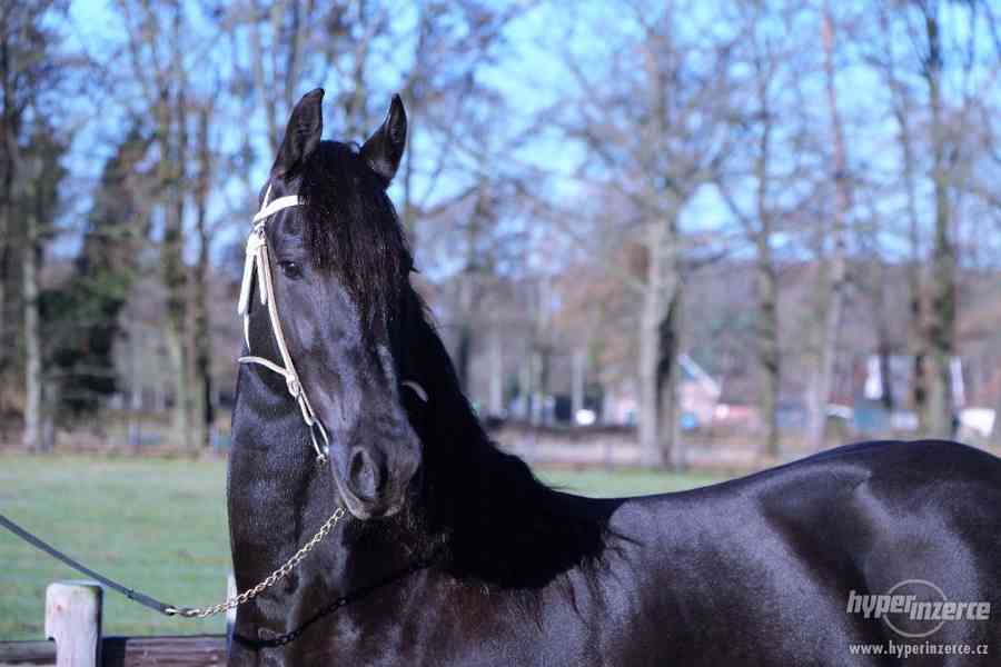 Na prodej, koně, fríská kobyla, 4 let - foto 3
