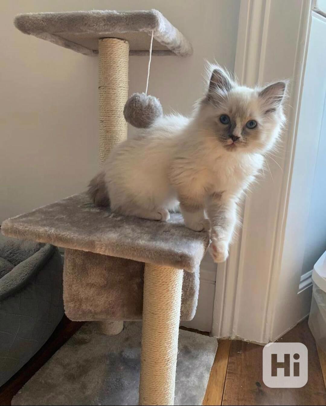 Seznamte se s vaším novým nejlepším přítelem - foto 1